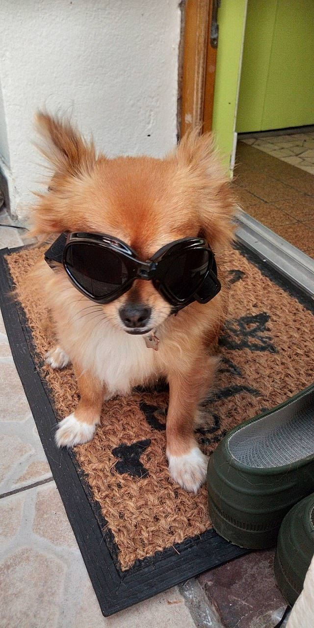 Poupy participe au concours pour gagner de l'argent avec cette photo : automotive_tire, carnivore, companion_dog, dog, dog_breed, dog_supply, eyewear, fashion_accessory, fawn, glasses, goggles, party_hat, personal_protective_equipment, sunglasses, tail, tire, toy_dog, vision_care, whiskers, wood