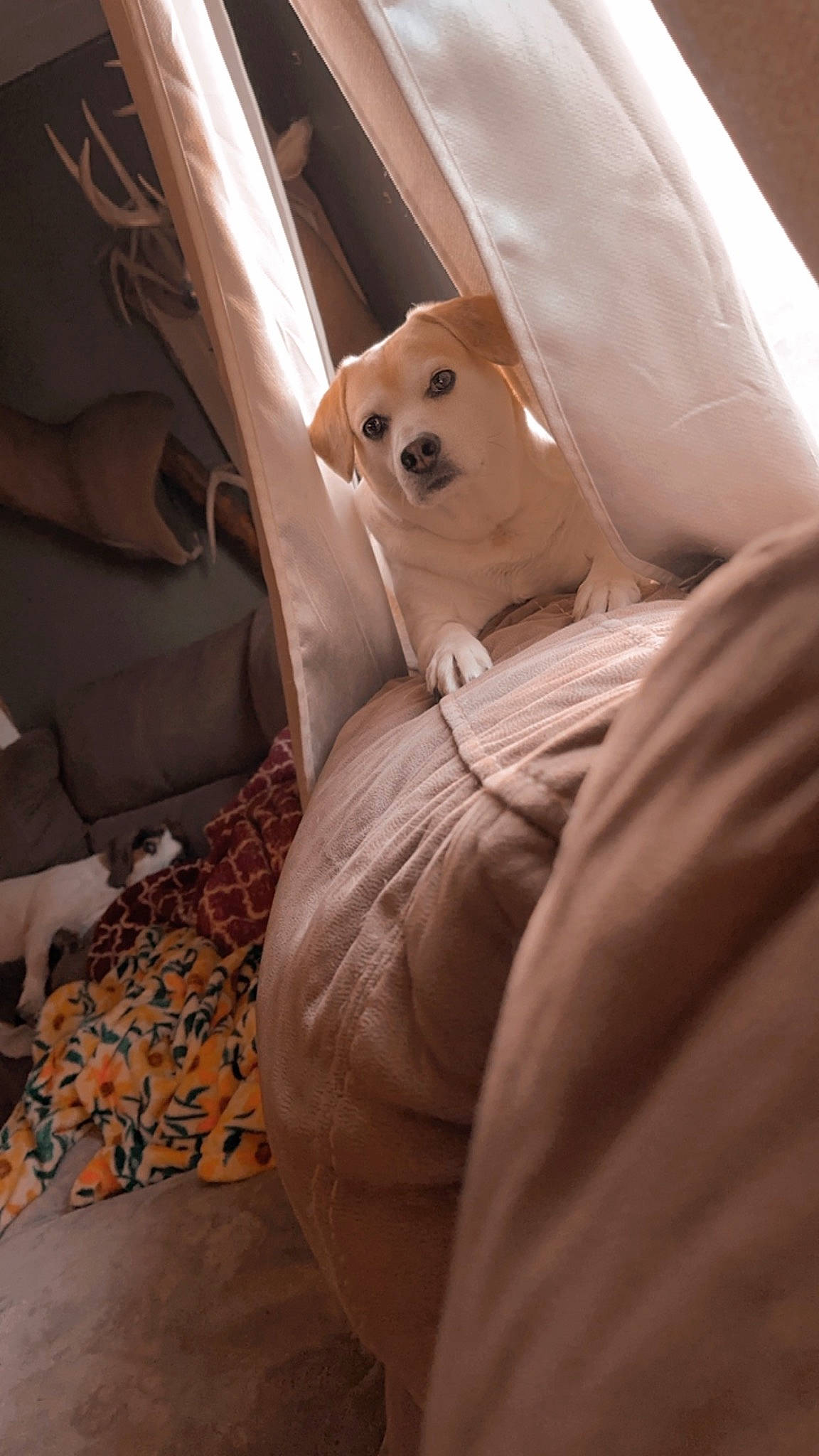 Harley joined the competition — help win amazing prizes! car_seat, car_seat_cover, carnivore, comfort, companion_dog, dog, dog_breed, fawn, flooring, fur, linens, room, sitting, sporting_group, stuffed_toy, toy, toy_dog, whiskers, wood, working_animal