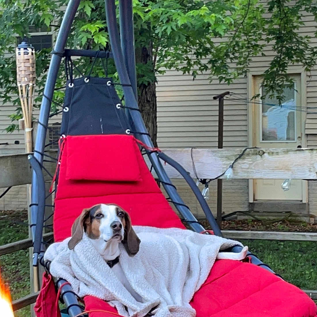 Sally joined the competition — help win amazing prizes! canidae, carnivore, comfort, companion_dog, dog, dog_breed, dog_supply, fashion_accessory, grass, leisure, outdoor_furniture, plant, recreation, red, shade, sitting, sporting_group, tree, umbrella, window