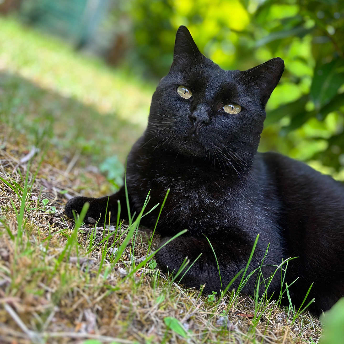 Onyx a rejoint le concours — aidez-le/la à gagner de superbes lots ! animal, black_cat, cat, close_up, eyes, feline, garden, grass, greenery, leaf, mammal, nature, outdoor, pet, portrait, relaxing, resting, sunlight, whiskers, wildlife
