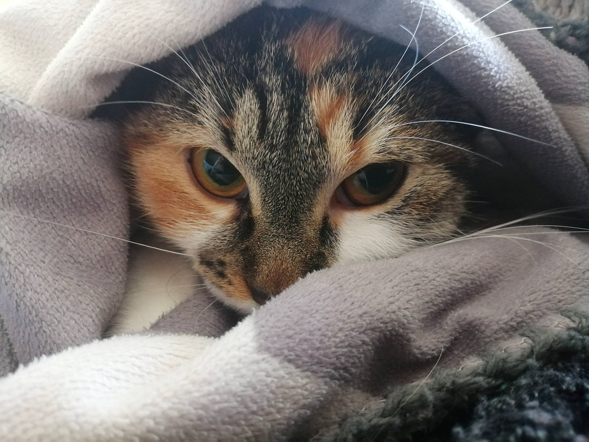 Bernie a rejoint le concours — aidez-le/la à gagner de superbes lots ! aegean_cat, american_wirehair, asian, carnivore, cat, close_up, domestic_short_haired_cat, european_shorthair, eye, felidae, fur, kitten, nose, photography, singapura, sky, small_to_medium_sized_cats, snout, tabby_cat, whiskers