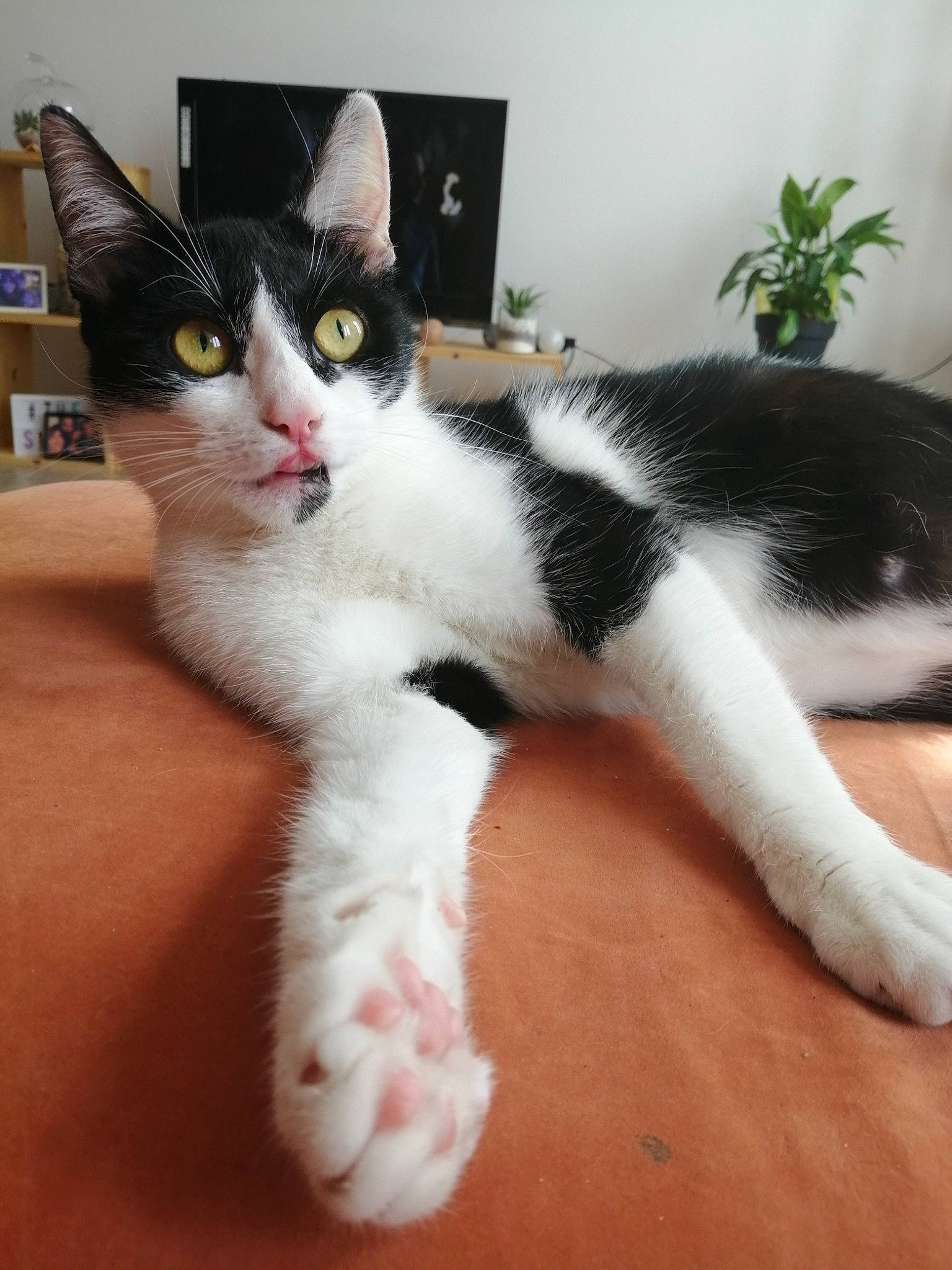 Clochette a rejoint le concours — aidez-le/la à gagner de superbes lots ! aegean_cat, american_wirehair, carnivore, cat, domestic_short_haired_cat, european_shorthair, felidae, fur, japanese_bobtail, kitten, leg, mammal, paw, person, polydactyl_cat, small_to_medium_sized_cats, tail, whiskers