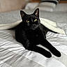 Switch participe au concours pour gagner de l'argent avec cette photo : cat, black_cat, feline, pet, animal, golden_eyes, sitting, lying_down, bed, bedroom, blanket, pillows, striped_bedding, indoor, portrait, close_up, black_fur, relaxed, cozy, home