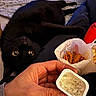 cat, black_cat, pet, animal, lying_down, upside_down, wide_eyes, yellow_eyes, whiskers, fur, indoor, bed, blanket, human_hand, food, fries, dipping_sauce, snack, close_up, funny_pose