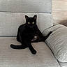 Switch a rejoint le concours — aidez-le/la à gagner de superbes lots ! black_cat, cat, pet, animal, golden_eyes, sitting, lounging, couch, sofa, indoor, home, living_room, gray_fabric, wooden_wall, portrait, full_body, tail, ears, whiskers, relaxed