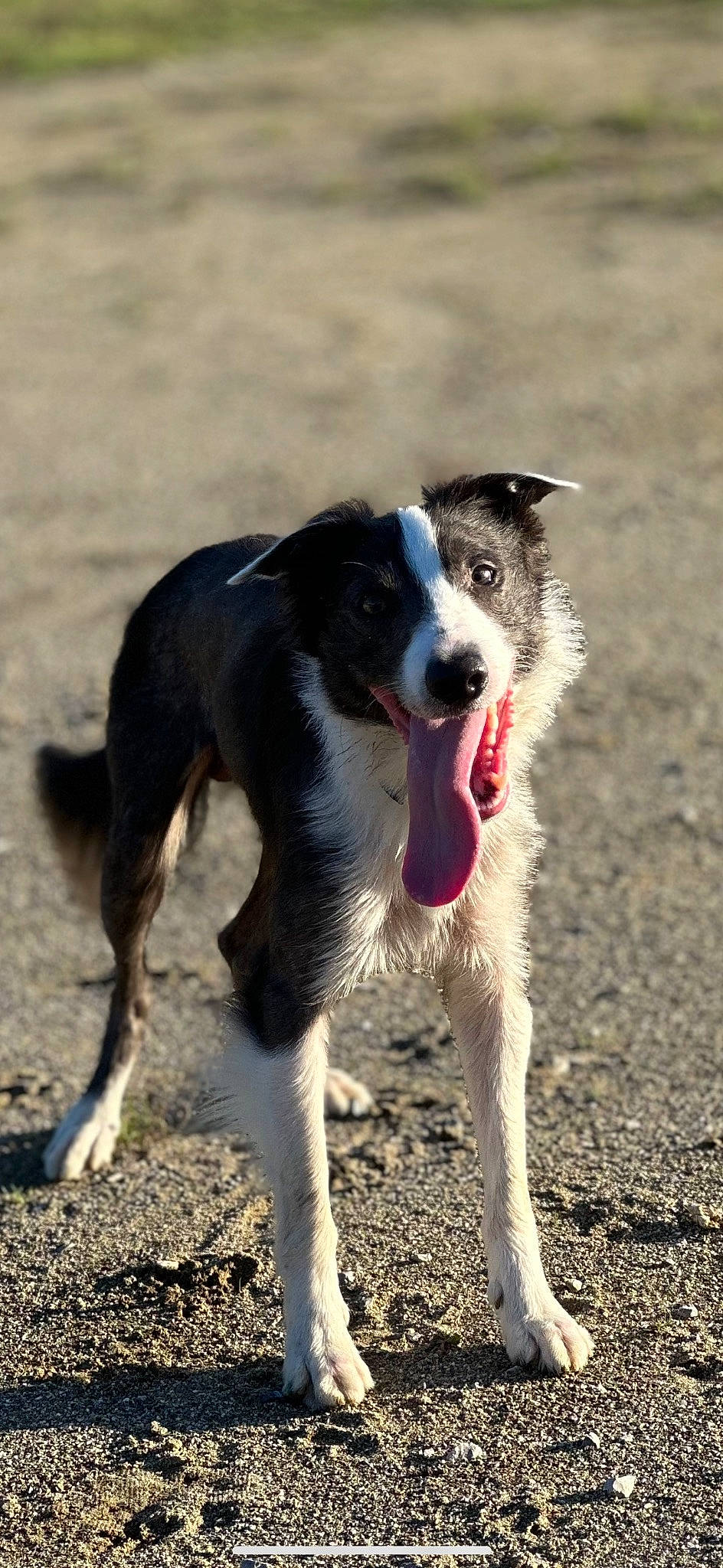 Stitch a rejoint le concours — aidez-le/la à gagner de superbes lots ! animal_sports, balance, border_collie, canidae, carnivore, companion_dog, dog, dog_breed, herding_dog, hunting_dog, mcnab, snout, soil, sporting_group, sports, working_animal, working_dog