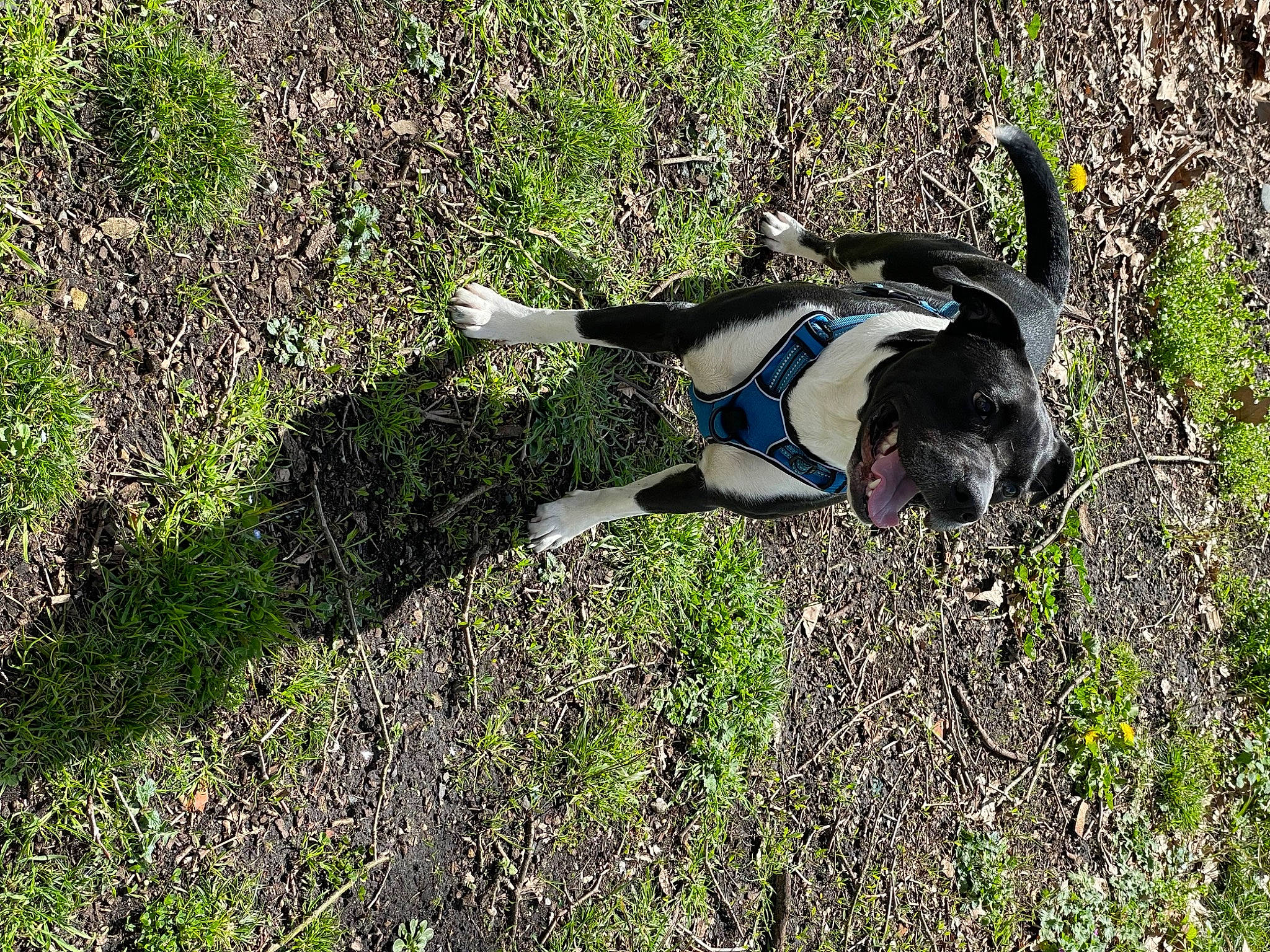 Aïka participe au concours pour gagner de l'argent avec cette photo : adventure, canidae, carnivore, dog, dog_breed, dog_supply, grass, grass_family, grassland, groundcover, pet_supply, plant, plant_community, shadow, shrub, soil, sporting_group, tail, tree, working_animal