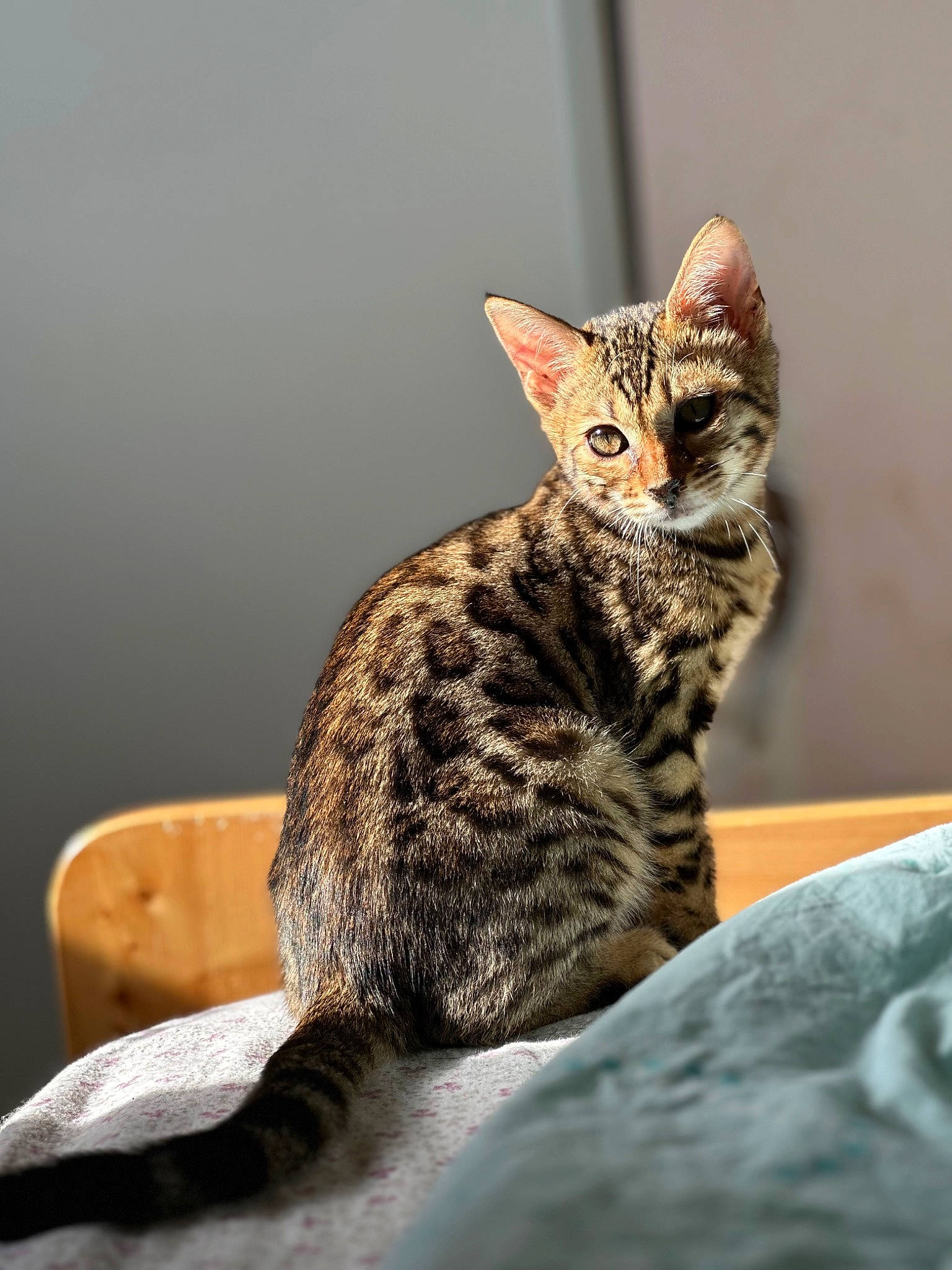 Ulia a rejoint le concours — aidez-le/la à gagner de superbes lots ! art, carnivore, cat, comfort, domestic_short_haired_cat, felidae, fur, sitting, small_to_medium_sized_cats, snout, terrestrial_animal, whiskers, wildlife