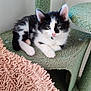Ebony And Ivory is registered to the contest to win money with this photo: kitten, cat, black_and_white, green_eyes, cat_tree, indoor, pet, feline, relaxed, cute, animal, fur, whiskers, paws, resting, cozy, soft_texture, green, pink, curious