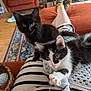 Ebony And Ivory joined the competition — help win amazing prizes! kitten, black_cat, black_and_white_cat, cat, pet, lap, striped_pants, knitted_toy, hand, indoor, living_room, rug, chair, fireplace, floor, cozy, playful, cute, animal, person