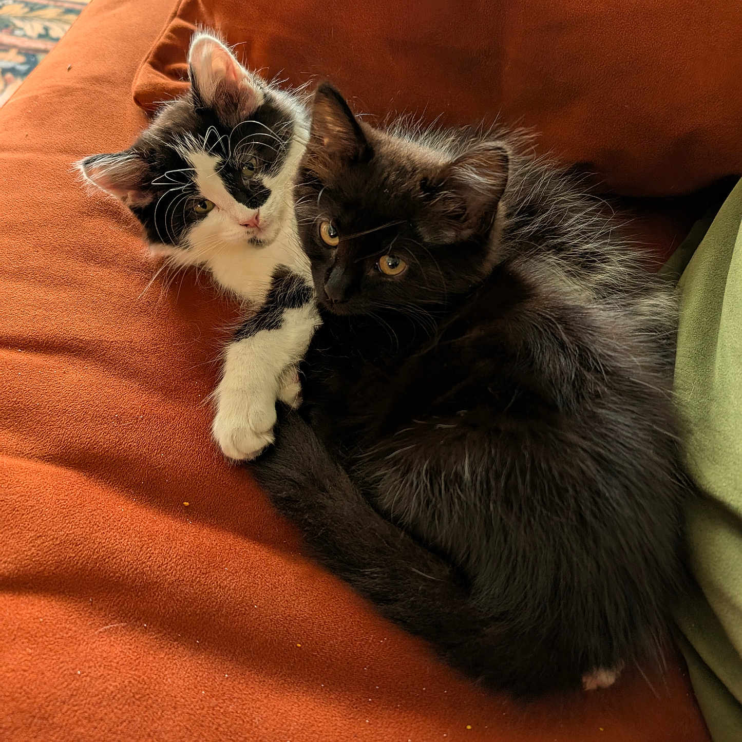 Ebony And Ivory joined the competition — help win amazing prizes! animal, black_and_white_cat, black_cat, cat, companion, couch, cozy, cuddle, cute, domestic, friendship, fur, furry, indoor, kitten, pets, relaxing, soft_light, warm, whiskers