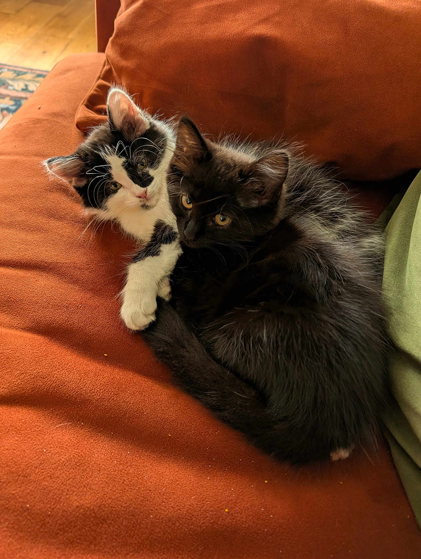 Ebony And Ivory joined the competition — help win amazing prizes! kitten, cat, pets, cuddle, furry, black_cat, black_and_white_cat, couch, indoor, cozy, fur, whiskers, cute, animal, relaxing, friendship, soft_light, warm, domestic, companion