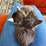 Ebony And Ivory is registered to the contest to win money with this photo: kitten, cat, sleeping, lap, blue_jeans, fur, cozy, orange_couch, patterned_rug, indoor, pet, resting, cute, animal, domestic_animal, two_kittens, feline, comfort, soft, relaxation