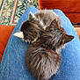 animal, blue_jeans, cat, comfort, cozy, cute, domestic_animal, feline, fur, indoor, kitten, lap, orange_couch, patterned_rug, pet, relaxation, resting, sleeping, soft, two_kittens