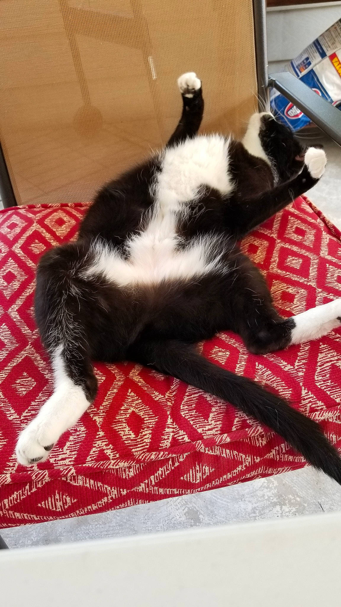 Tilly joined the competition — help win amazing prizes! border_collie, canidae, carnivore, cat, felidae, fur, paw, small_to_medium_sized_cats, tail, whiskers