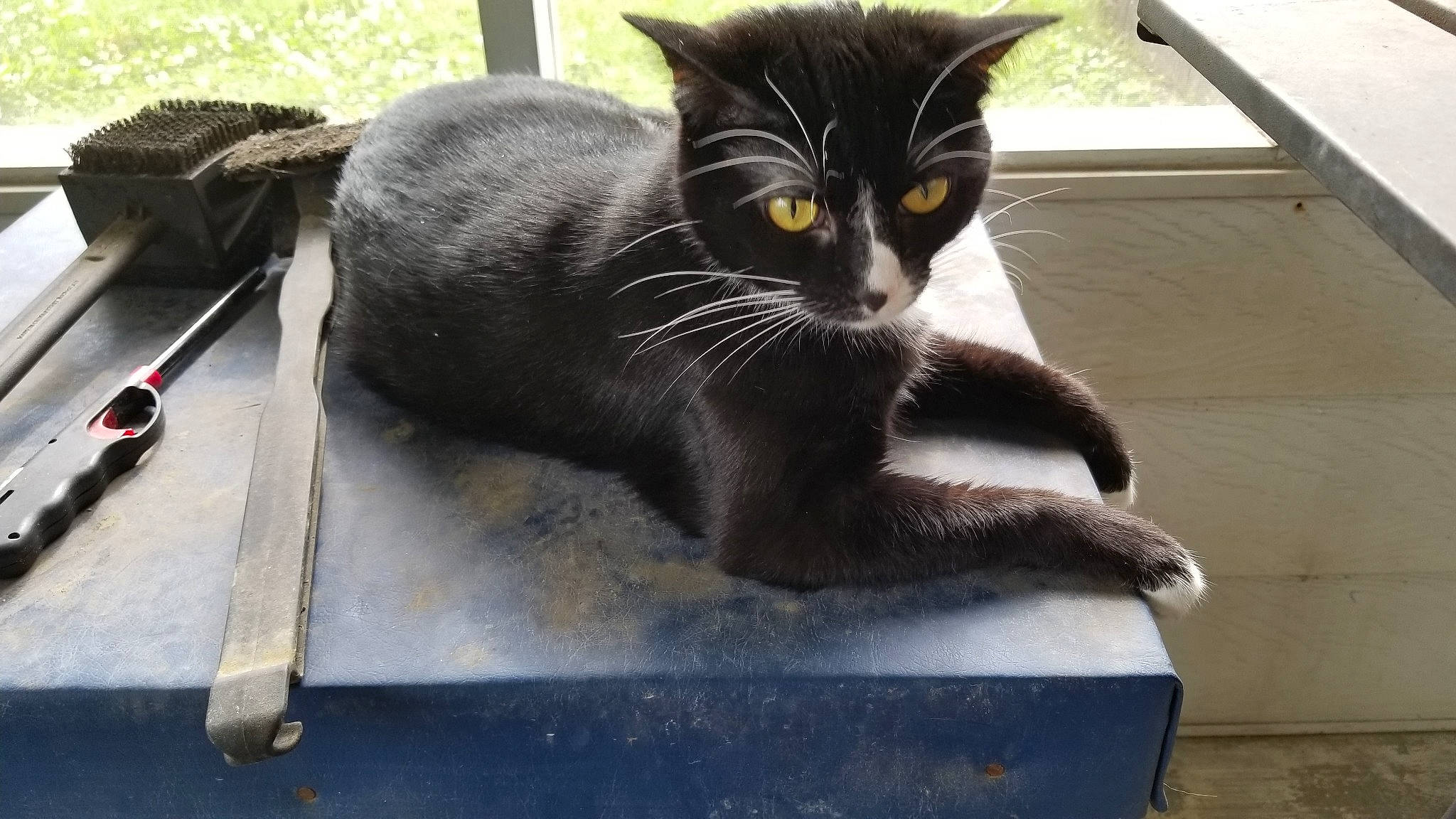 Tilly is registered to the contest to win money with this photo: black_cat, bombay, carnivore, cat, chartreux, domestic_short_haired_cat, felidae, korat, russian_blue, small_to_medium_sized_cats, whiskers