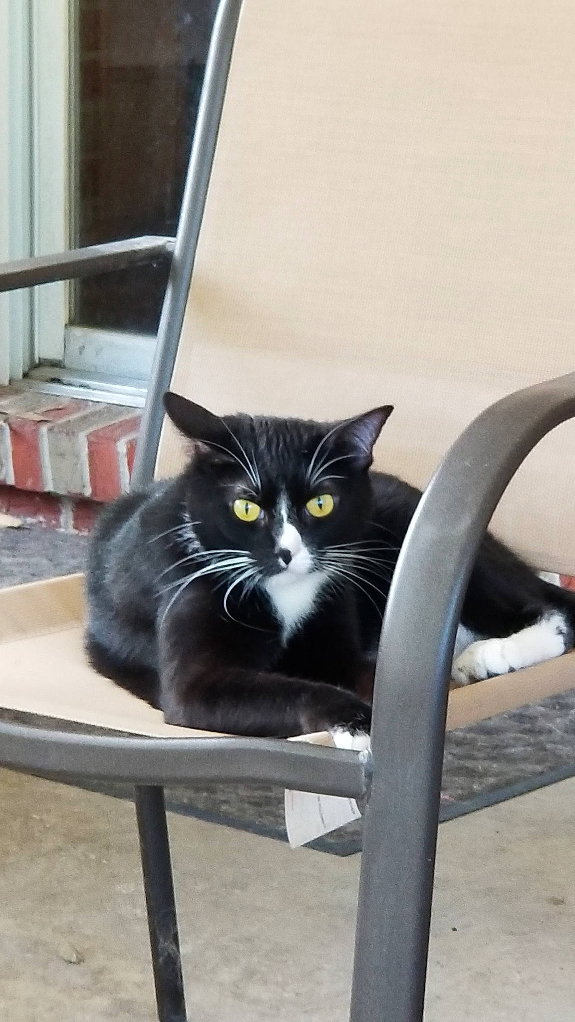 Tilly joined the competition — help win amazing prizes! black_cat, carnivore, cat, chair, domestic_short_haired_cat, felidae, small_to_medium_sized_cats, whiskers