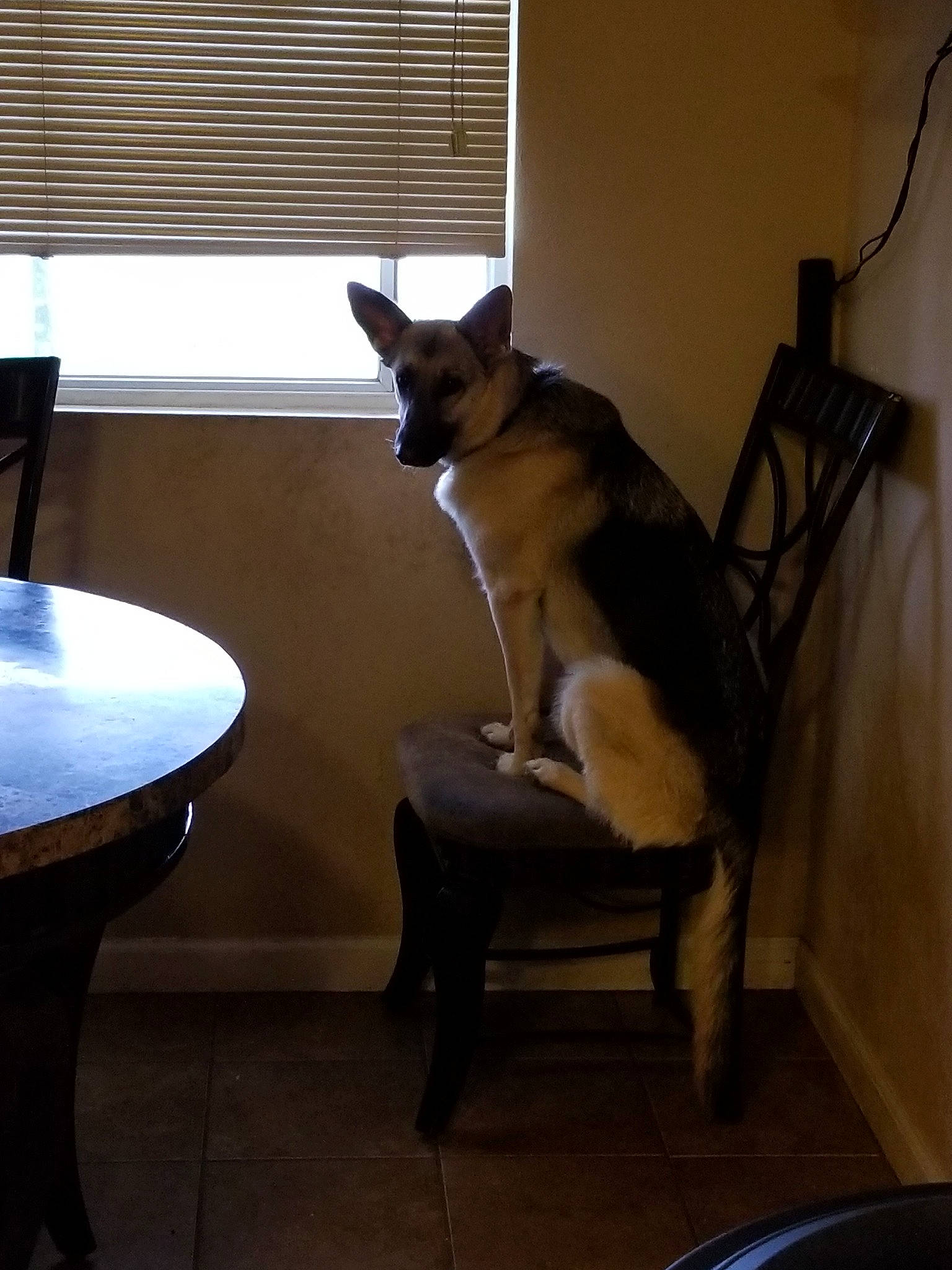 Willow is registered to the contest to win money with this photo: canidae, carnivore, cat, chair, comfort, felidae, floor, furniture, hardwood, interior_design, kitten, room, small_to_medium_sized_cats, table, tail, whiskers, window, window_covering