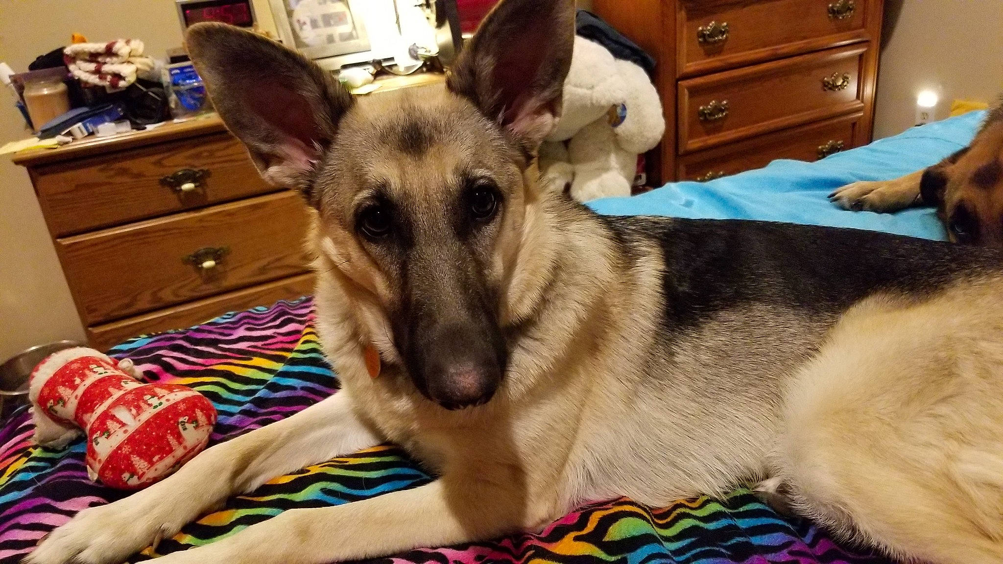 Willow joined the competition — help win amazing prizes! canidae, carnivore, dog, dog_breed, east_european_shepherd, fawn, german_shepherd_dog, king_shepherd, kunming_wolfdog, mammal, norwegian_elkhound, shiloh_shepherd_dog, snout, vertebrate, wolfdog, working_dog