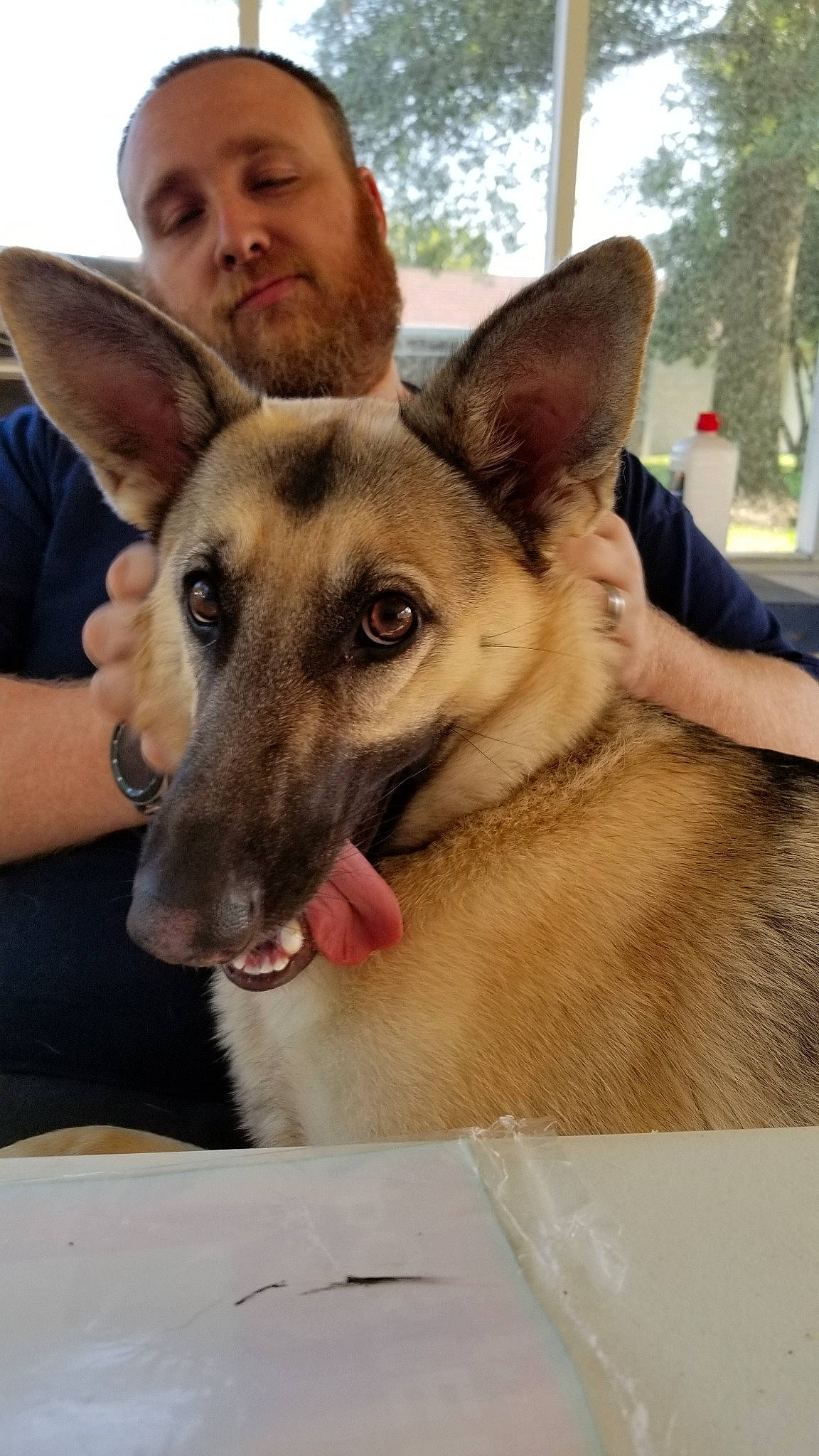 Willow is registered to the contest to win money with this photo: belgian_shepherd_malinois, canidae, carnivore, carolina_dog, dog, dog_breed, ear, east_european_shepherd, fawn, german_shepherd_dog, king_shepherd, kunming_wolfdog, mammal, vertebrate, wolfdog