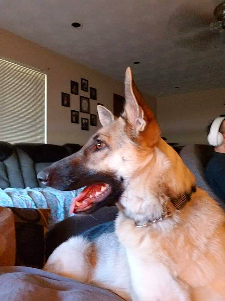 Willow is registered to the contest to win money with this photo: canidae, carnivore, dog, dog_breed, ear, fawn, ibizan_hound, mammal, vertebrate