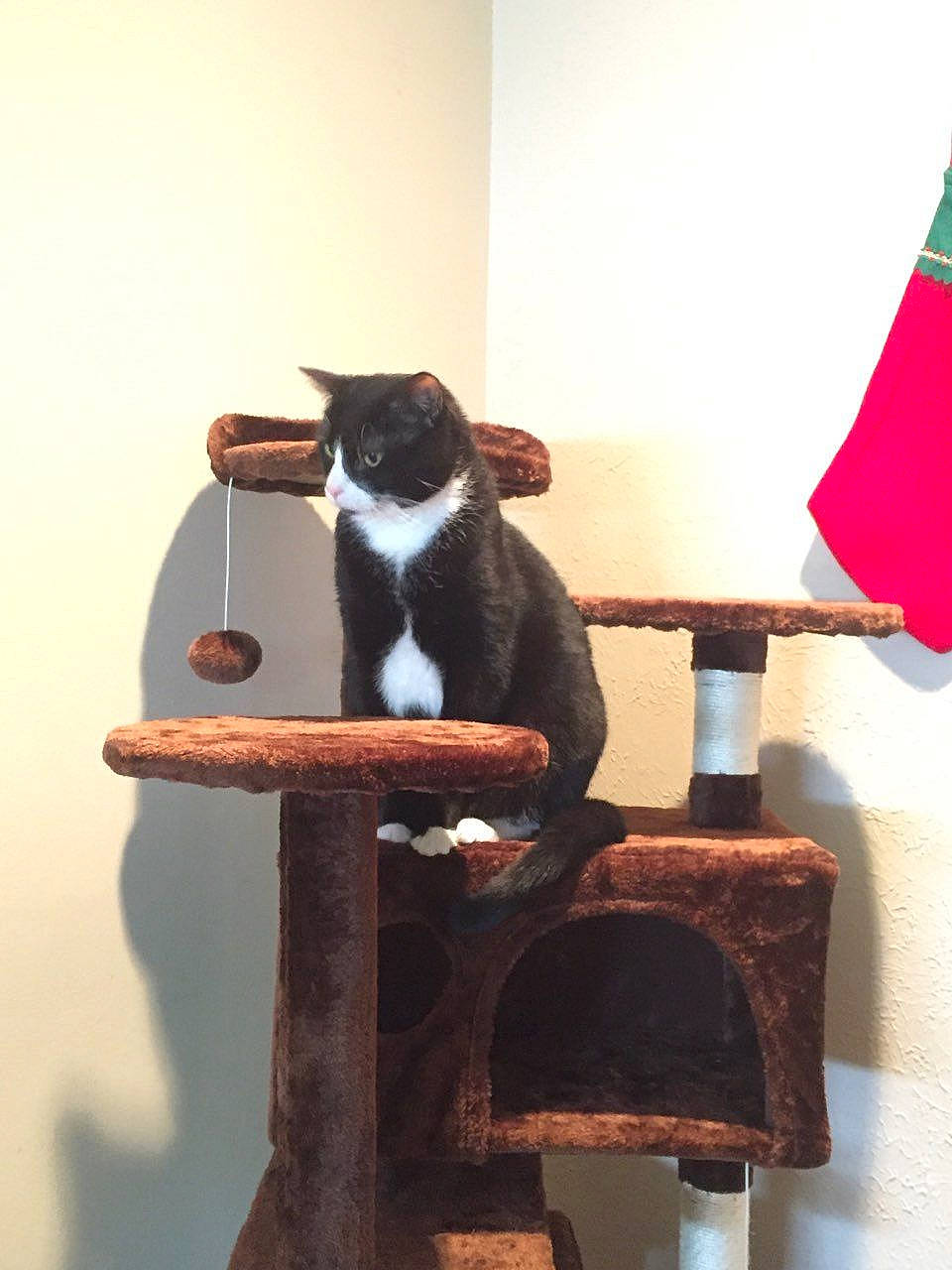 Tandy joined the competition — help win amazing prizes! carnivore, cat, cat_furniture, felidae, furniture, kitten, small_to_medium_sized_cats, table, tail, whiskers