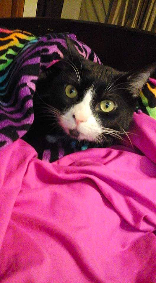 Tandy joined the competition — help win amazing prizes! black_cat, carnivore, cat, felidae, fur, kitten, magenta, mammal, norwegian_forest_cat, pink, small_to_medium_sized_cats, whiskers