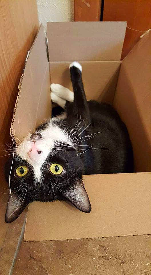 Tandy is registered to the contest to win money with this photo: american_shorthair, asian, black_cat, box, carnivore, cat, domestic_short_haired_cat, ear, european_shorthair, eye, felidae, fur, head, kitten, small_to_medium_sized_cats, snout, whiskers