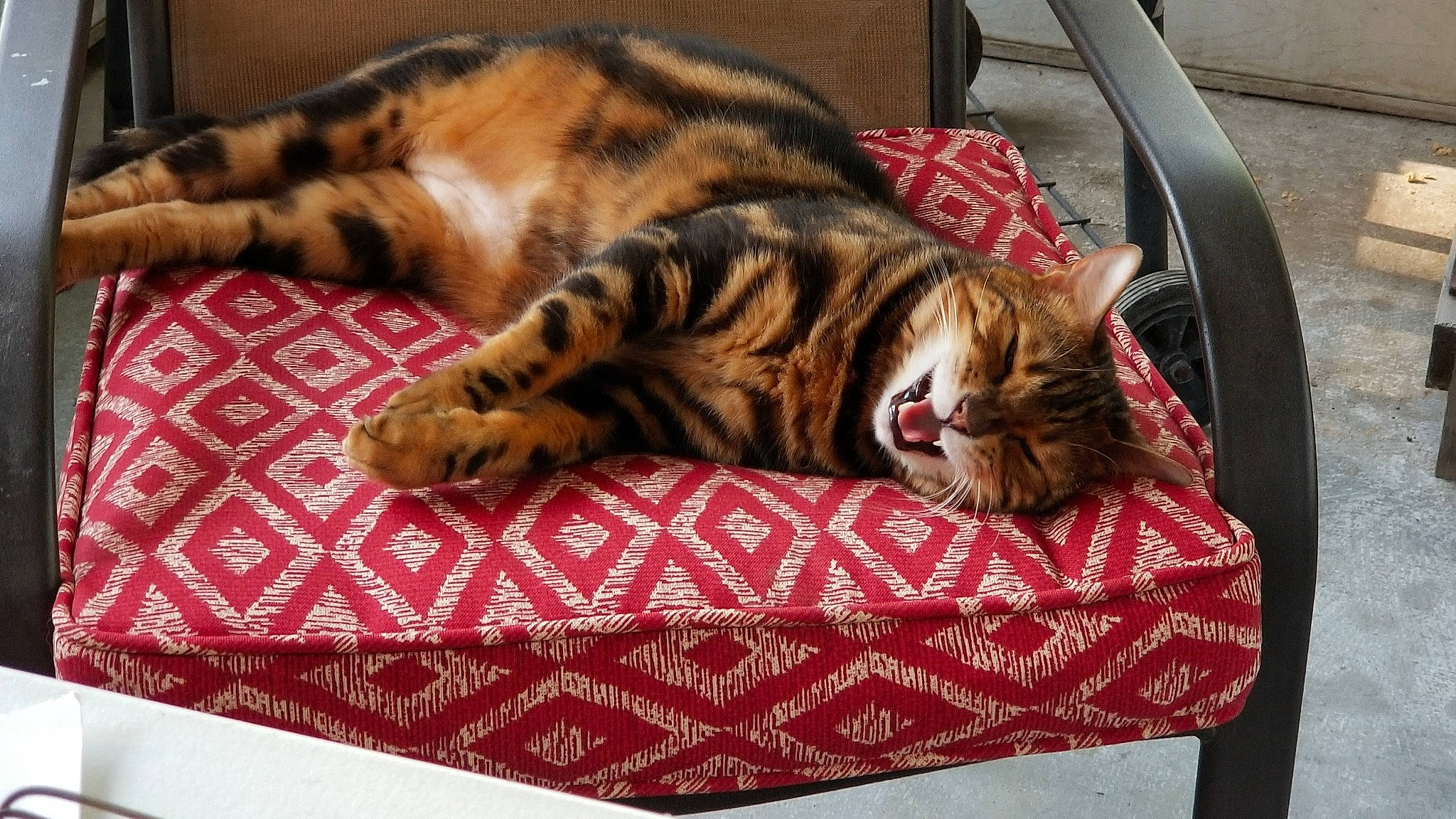 Sundar is registered to the contest to win money with this photo: american_shorthair, asian, bed, bengal, carnivore, cat, cat_bed, domestic_short_haired_cat, dragon_li, european_shorthair, felidae, fur, kitten, mammal, ocicat, small_to_medium_sized_cats, sokoke, tabby_cat, toyger, whiskers