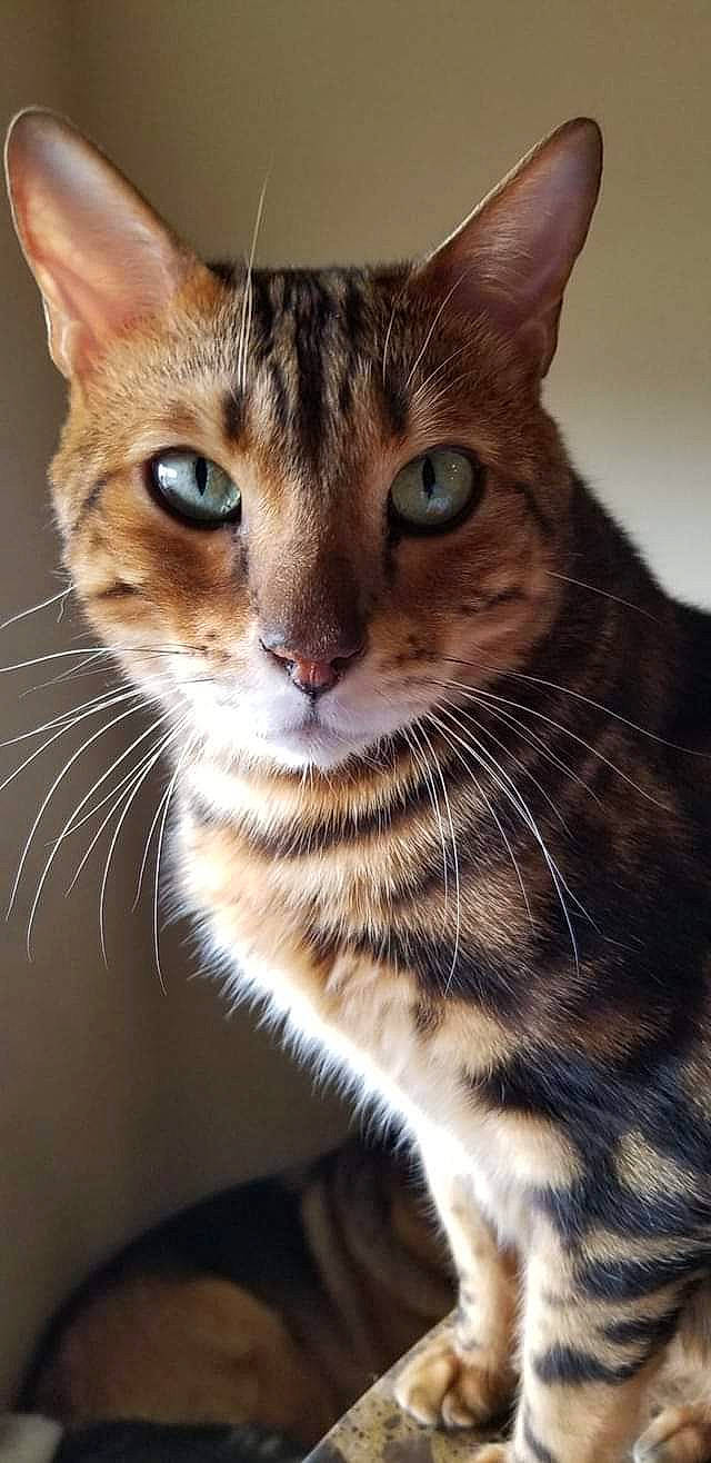 Sundar is registered to the contest to win money with this photo: aegean_cat, american_wirehair, asian, bengal, carnivore, cat, close_up, domestic_short_haired_cat, egyptian_mau, european_shorthair, felidae, mammal, ocicat, small_to_medium_sized_cats, snout, sokoke, tabby_cat, toyger, vertebrate, whiskers