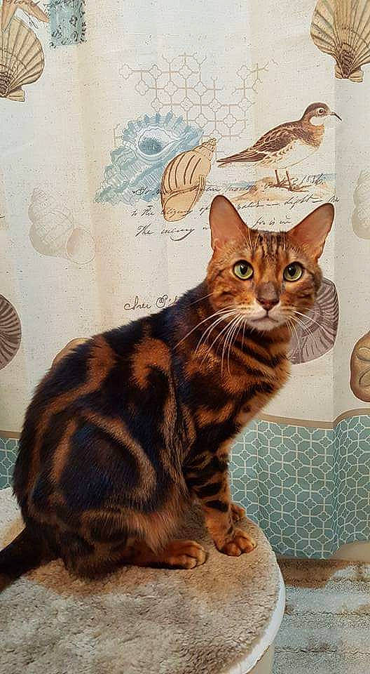 Sundar joined the competition — help win amazing prizes! american_shorthair, arabian_mau, asian, australian_mist, bengal, carnivore, cat, domestic_short_haired_cat, dragon_li, european_shorthair, felidae, kitten, mammal, ocicat, small_to_medium_sized_cats, sokoke, tabby_cat, toyger, vertebrate, whiskers