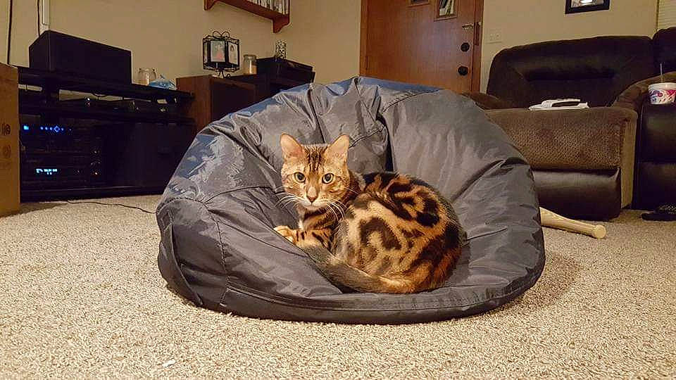 Sundar is registered to the contest to win money with this photo: american_shorthair, asian, bengal, carnivore, cat, dragon_li, european_shorthair, fawn, felidae, kitten, mammal, ocicat, savannah, small_to_medium_sized_cats, tabby_cat, toyger, vertebrate, whiskers