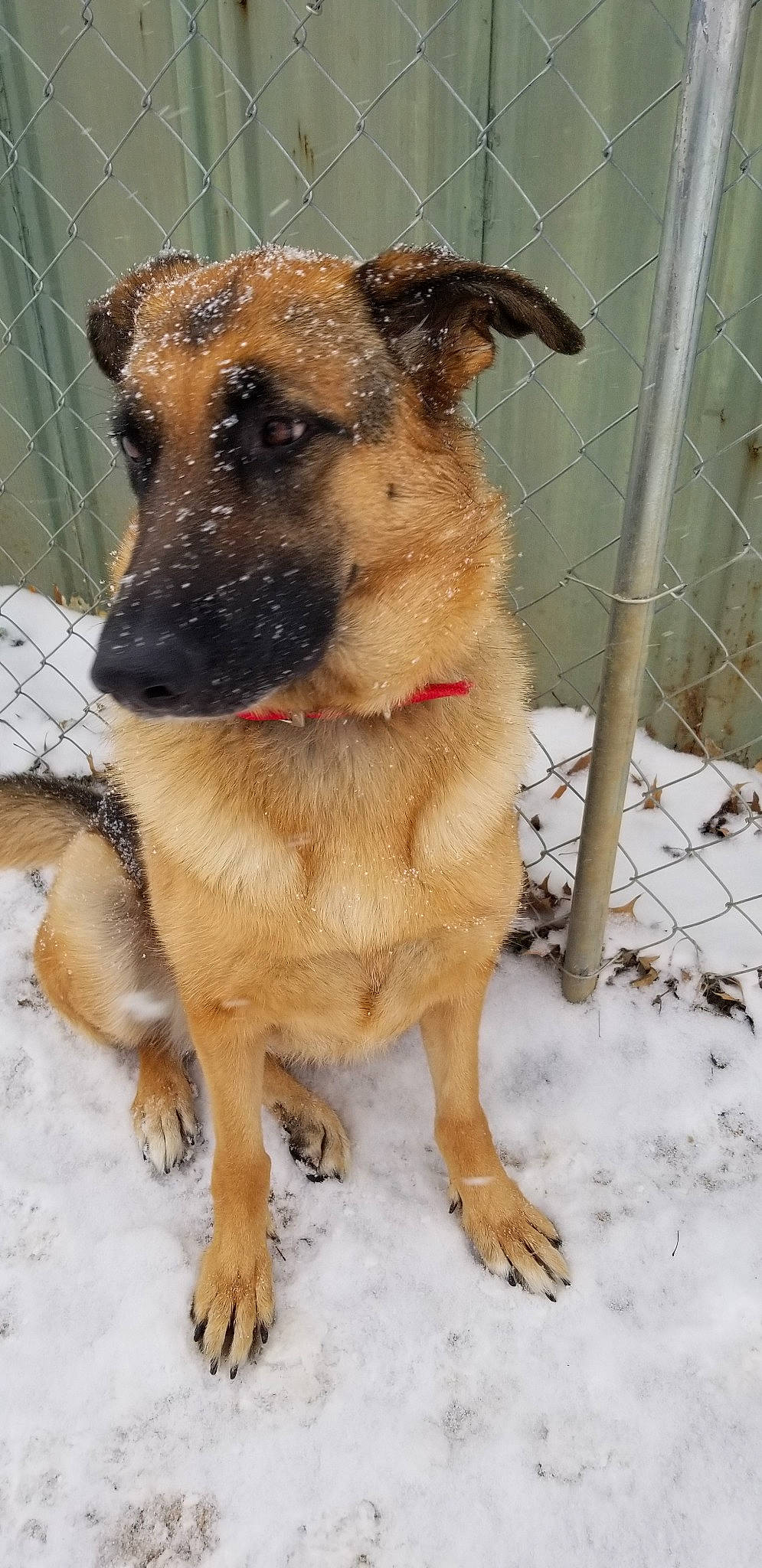 Kota is registered to the contest to win money with this photo: canidae, carnivore, dog, dog_breed, fawn, mammal, potcake_dog, rare_breed_dog, snout, street_dog, vertebrate