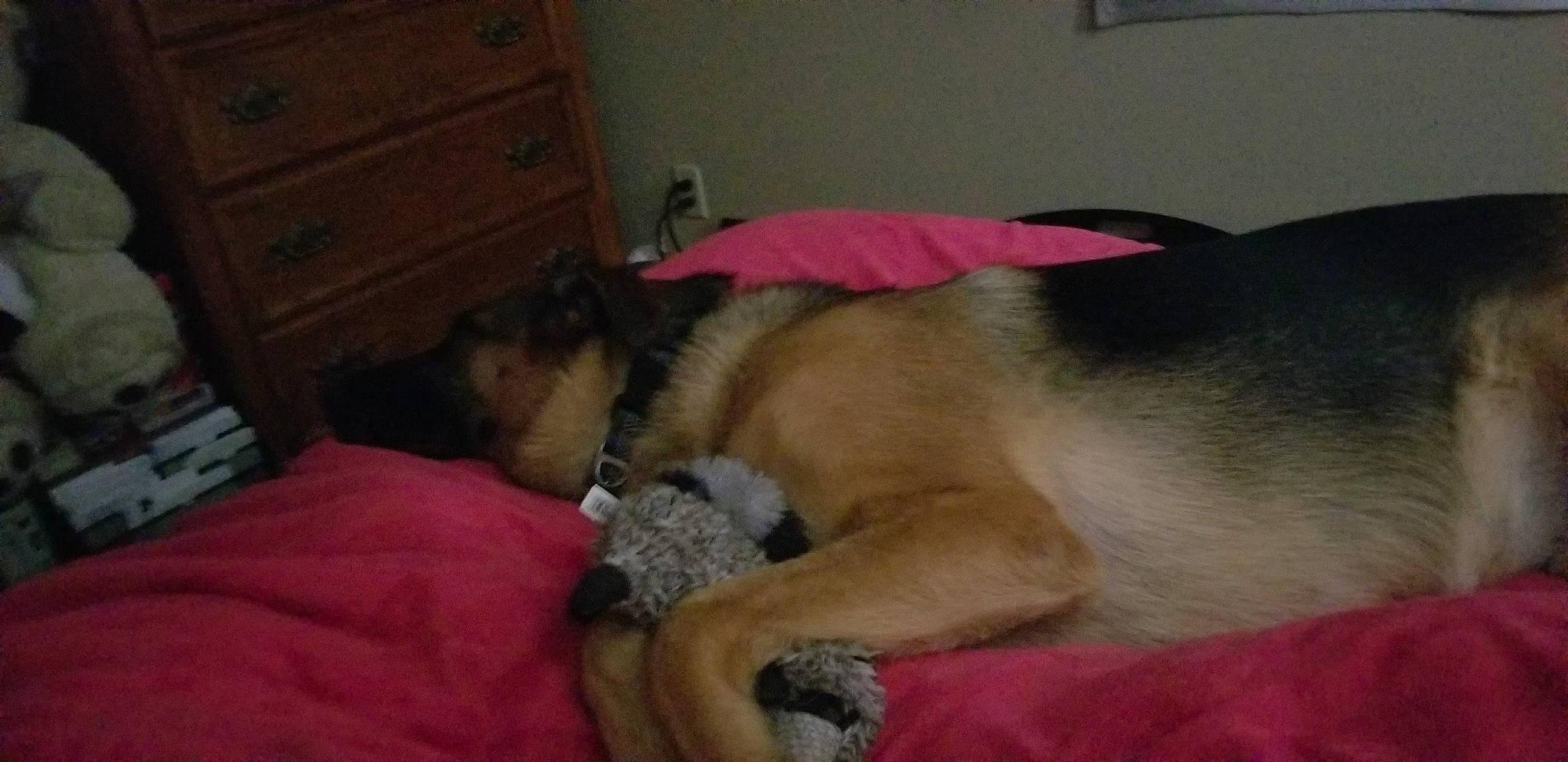 Kota joined the competition — help win amazing prizes! border_terrier, canidae, carnivore, dog, dog_breed, german_shepherd_dog, mammal, pomeranian, puppy, snout, sporting_group, vertebrate, wolfdog