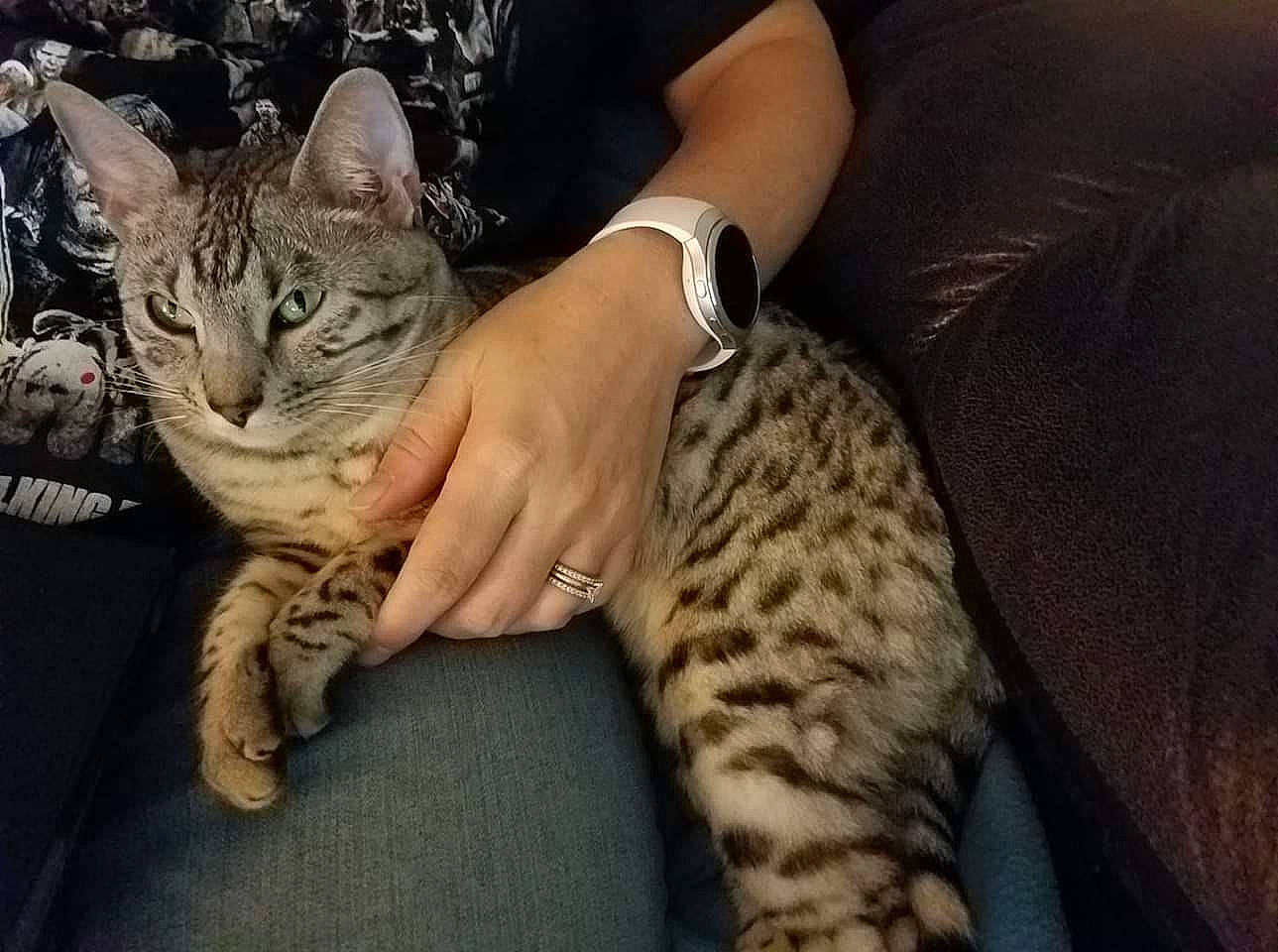 Asha joined the competition — help win amazing prizes! asian, bengal, california_spangled, carnivore, cat, chausie, domestic_short_haired_cat, dragon_li, egyptian_mau, european_shorthair, felidae, kitten, mammal, ocicat, pixie_bob, savannah, small_to_medium_sized_cats, tabby_cat, vertebrate, whiskers