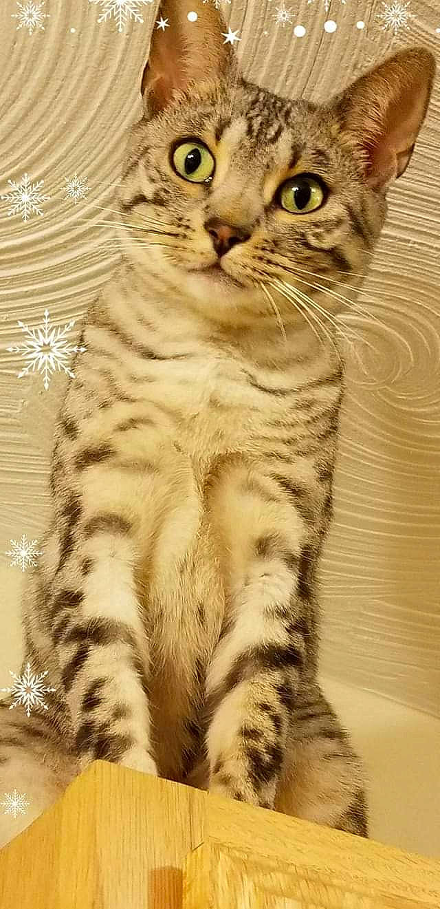 Asha is registered to the contest to win money with this photo: american_bobtail, american_shorthair, american_wirehair, asian, australian_mist, california_spangled, carnivore, cat, domestic_short_haired_cat, dragon_li, egyptian_mau, european_shorthair, felidae, kitten, mammal, small_to_medium_sized_cats, snout, tabby_cat, vertebrate, whiskers