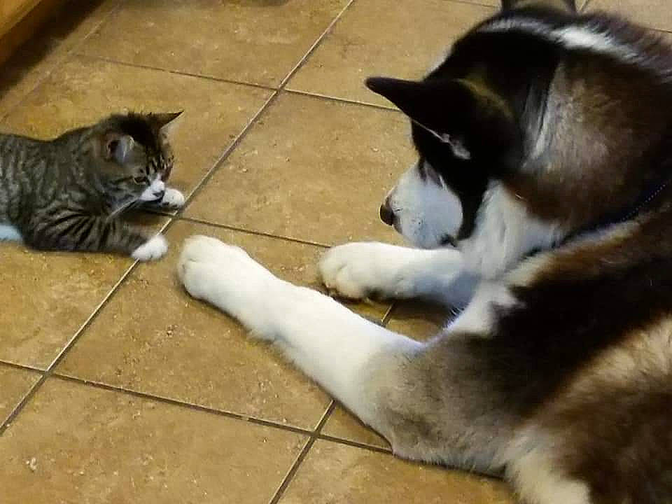 Finnick joined the competition — help win amazing prizes! alaskan_klee_kai, alaskan_malamute, canidae, carnivore, cat, dog, dog_breed, domestic_short_haired_cat, felidae, mammal, native_american_indian_dog, paw, siberian_husky, sled_dog, small_to_medium_sized_cats, snout, sporting_group, tail, vertebrate, whiskers