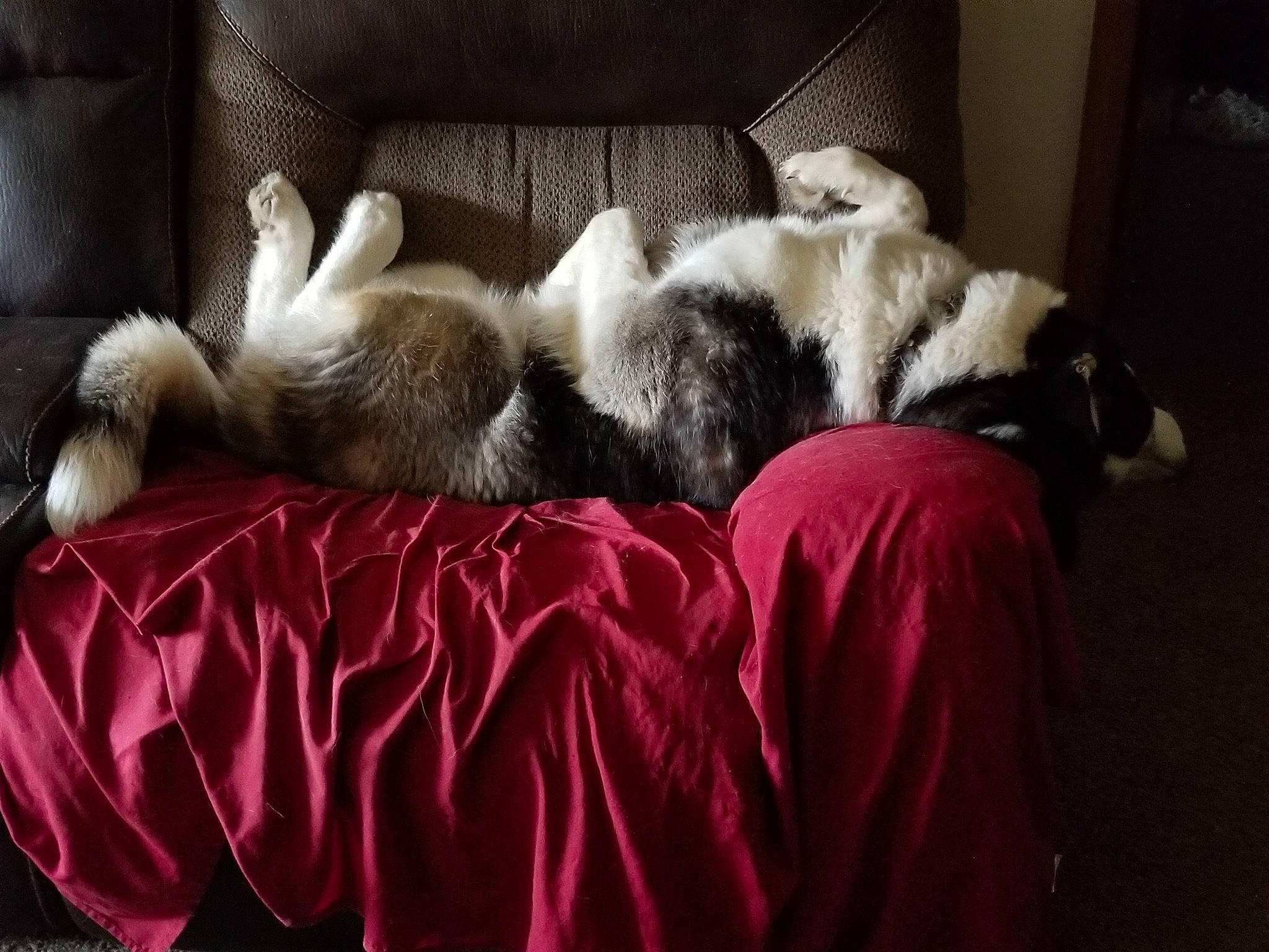 Finnick joined the competition — help win amazing prizes! birman, canidae, carnivore, cat, felidae, fur, kitten, mammal, nap, puppy, ragdoll, small_to_medium_sized_cats, whiskers