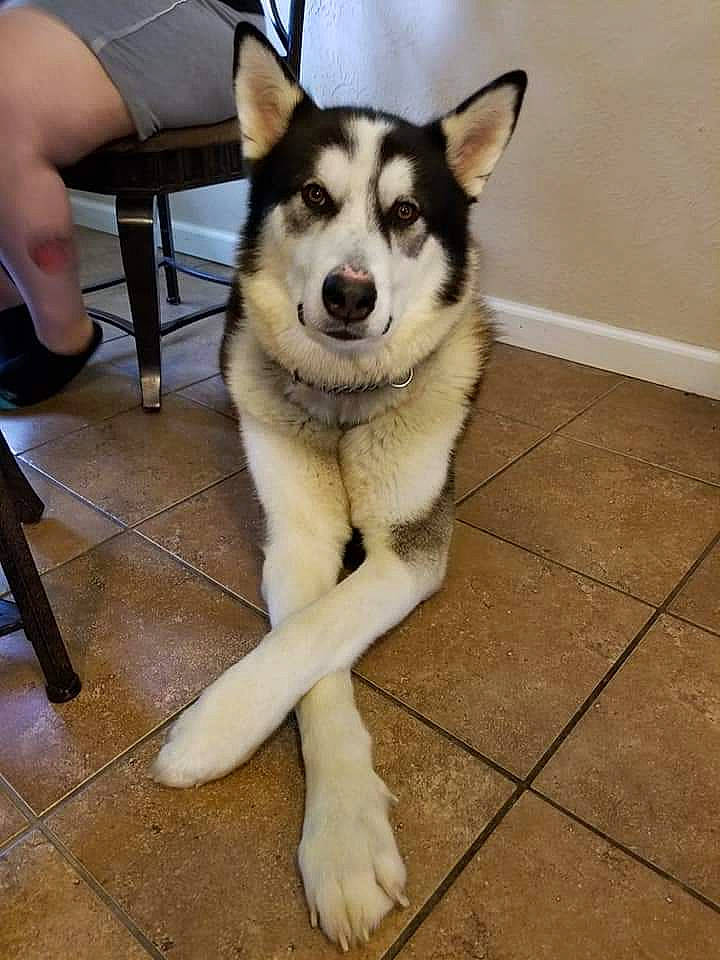 Finnick is registered to the contest to win money with this photo: alaskan_klee_kai, alaskan_malamute, canadian_eskimo_dog, canidae, carnivore, dog, dog_breed, east_siberian_laika, mammal, miniature_siberian_husky, native_american_indian_dog, northern_inuit_dog, saarloos_wolfdog, sakhalin_husky, seppala_siberian_sleddog, siberian_husky, sled_dog, tamaskan_dog, vertebrate, wolfdog