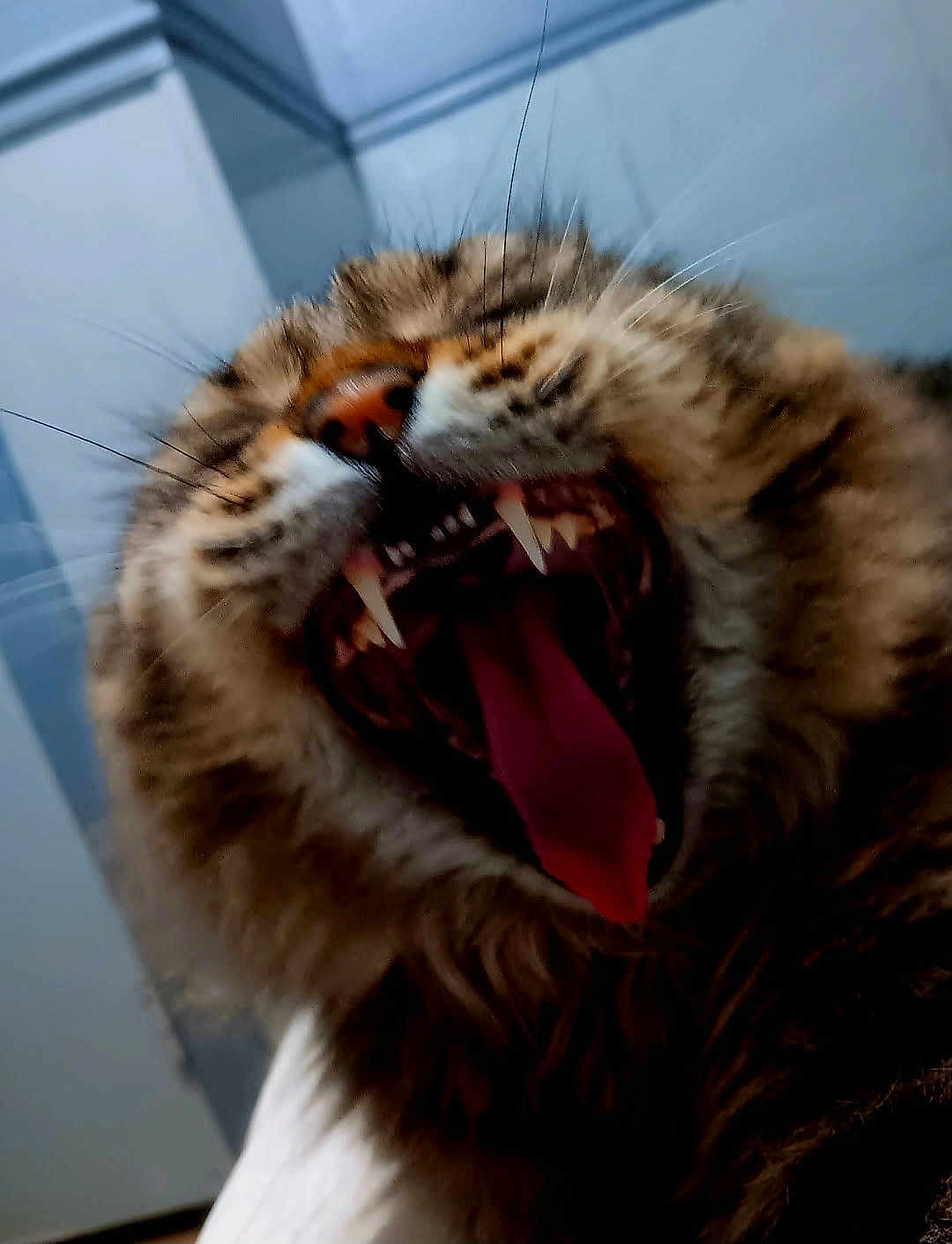 Moon is registered to the contest to win money with this photo: cat, yawning, tongue, teeth, whiskers, fur, tabby, close_up, pet, feline, mouth, indoor, nose, fangs, fluffy, sleepy, portrait, dramatic, animal, mammal