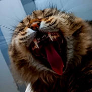 Moon joined the competition — help win amazing prizes! animal, cat, close_up, dramatic, expression, fangs, feline, fur, indoor, mammal, nose, open_mouth, pet, portrait, scrunched_face, sleepy, teeth, tongue, whiskers, yawning