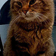 Moon is registered to the contest to win money with this photo: cat, tabby, fluffy, pet, animal, chair, indoor, feline, whiskers, ears, paws, fur, domestic, mammal, portrait, sitting, looking_away, brown, striped, closeup