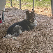 Charli Bear joined the competition — help win amazing prizes! dog, animal, outdoor, grass, hay, shade, tree, nature, canine, pet, fur, laying_down, looking_back, sunlight, rural, farm, relaxed, ears_up, daytime, fence