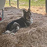 dog, animal, outdoor, grass, hay, shade, tree, nature, canine, pet, fur, laying_down, looking_back, sunlight, rural, farm, relaxed, ears_up, daytime, fence