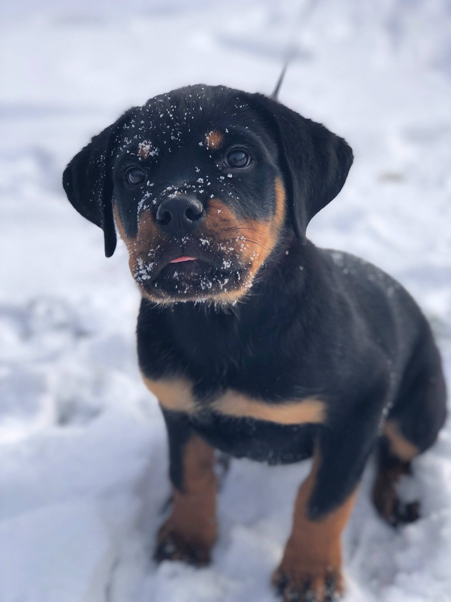 Jozy is registered to the contest to win money with this photo: canidae, carnivore, collar, companion_dog, dog, dog_breed, electric_blue, fawn, freezing, fur, hunting_dog, snout, snow, sporting_group, terrestrial_animal, whiskers, winter, working_dog
