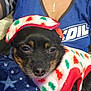 Mimi joined the competition — help win amazing prizes! animal, black_dog, blanket, blue_shirt, christmas_theme, closeup, companion, cozy, cute, dog, festive, hat, holiday_clothing, indoor, person, pet, resting, small_dog, snuggled, sweater