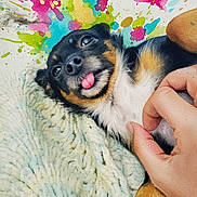 Mimi joined the competition — help win amazing prizes! affection, animal, black_and_tan, close_up, colorful_splash, cozy, cute, dog, domestic_animal, friendly, fur, hand, happy, knitted_blanket, paint_splatter, pet, playful, portrait, relaxing, tongue_out