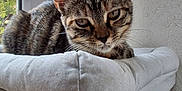 Mulan a rejoint le concours — aidez-le/la à gagner de superbes lots ! cat, tabby, pet, indoor, window, cushion, furniture, relaxed, animal, fur, ears, whiskers, face, looking, resting, home, daylight, texture, houseplant, cozy
