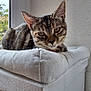 cat, tabby, pet, indoor, window, cushion, furniture, relaxed, animal, fur, ears, whiskers, face, looking, resting, home, daylight, texture, houseplant, cozy