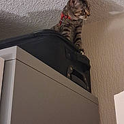 Mulan participe au concours pour gagner de l'argent avec cette photo : kitten, cat, tabby, collar, suitcase, cabinet, indoor, wall, shadow, curious, pet, feline, texture, appliance, household, animal, alert, young, small, cute